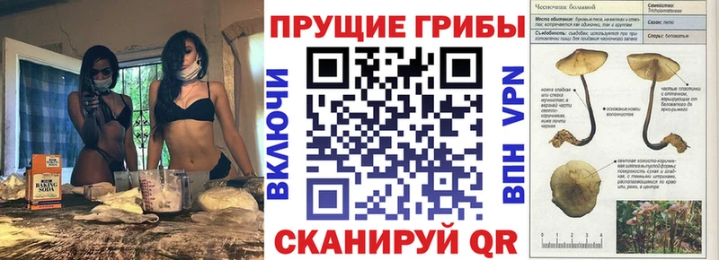 сколько стоит OMG как зайти Галлюциногенные грибы прущие грибы Пятигорск